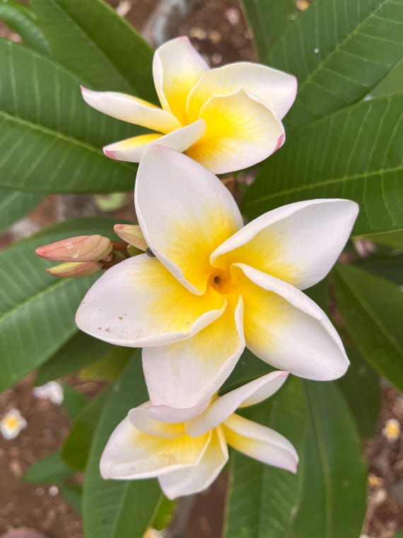 5 Orange Jaune Rose Plumeria Graines Plantes Graine France