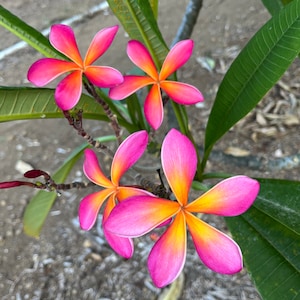 May include: Close-up of vibrant pink and orange plumeria flowers. The petals transition from a bright pink edge to a warm orange center. Green leaves and a brown stem provide a natural backdrop. The flowers are in full bloom.