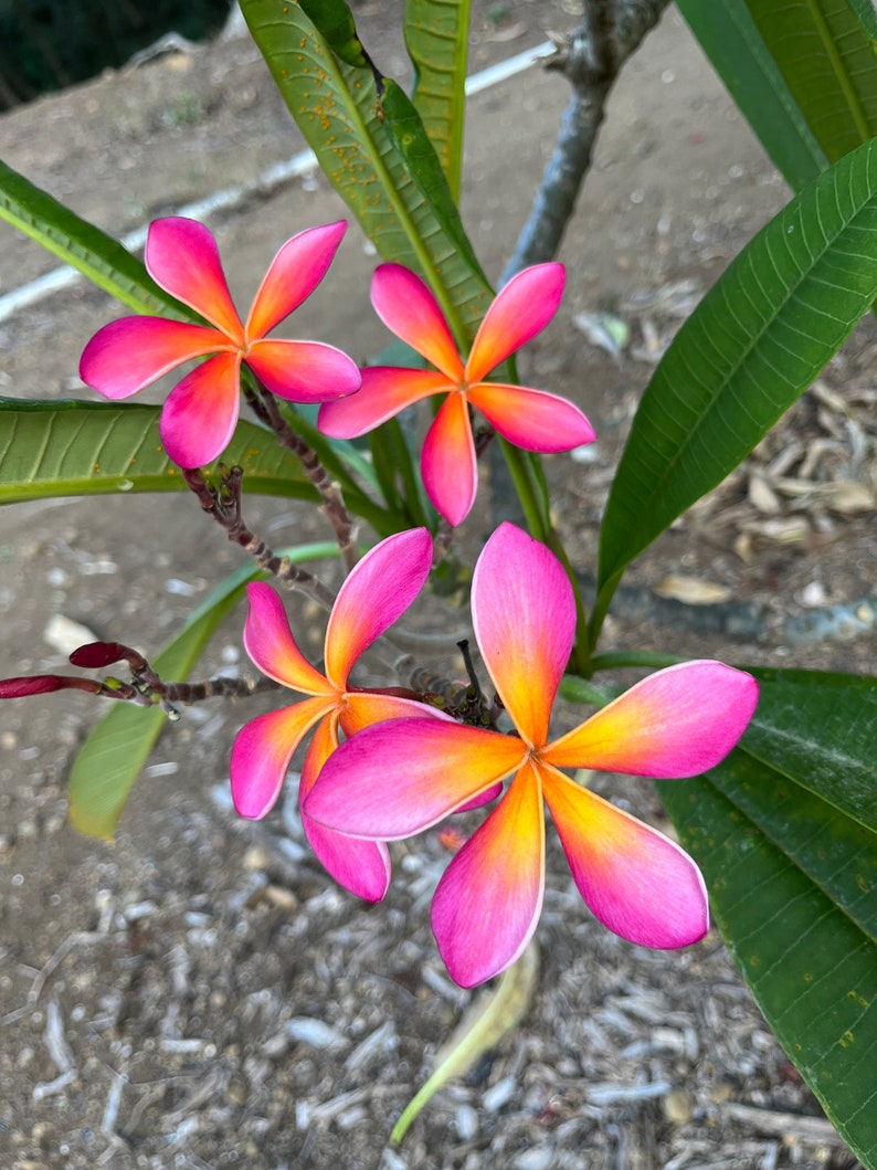 May include: Close-up of vibrant pink and orange plumeria flowers. The petals transition from a bright pink edge to a warm orange center. Green leaves and a brown stem provide a natural backdrop. The flowers are in full bloom.