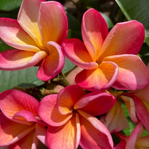 Hawaiian Frangipani Plumeria "Rubra" Cutting 10-12"