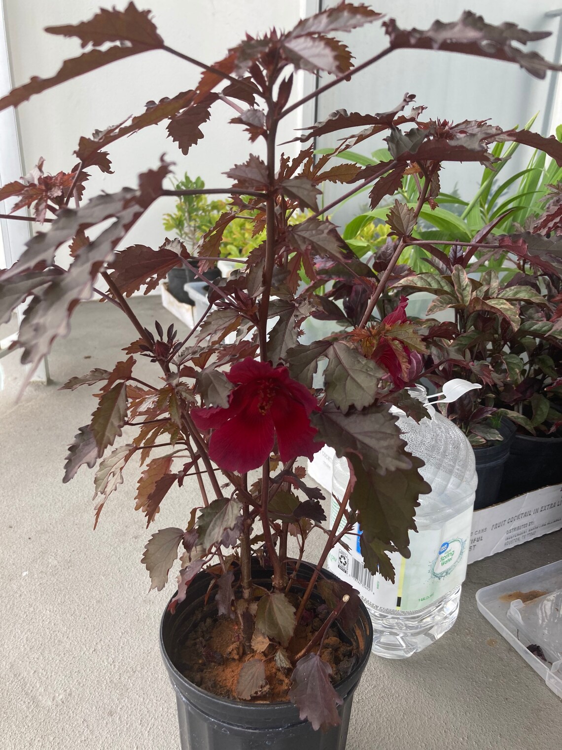 Edible African Rose Mallow Maple hibiscus Acetosella Rooted Etsy UK