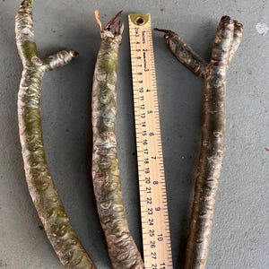 May include: Three plumeria cuttings with green and brown bark are displayed next to a ruler. The ruler shows measurements in inches. The cuttings have small buds at the ends, ready to sprout.