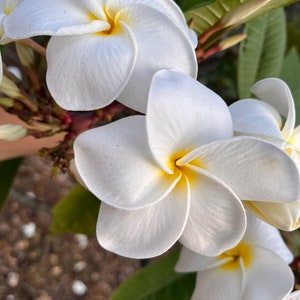 Plumeria Champa (white) Huge Blooming unrooted cuttings 10-12 in,Big Flower 3" dia