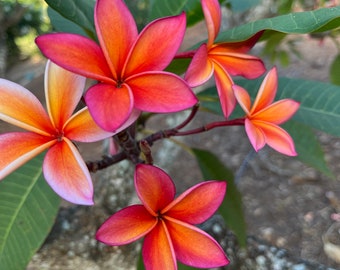 Fragrant Frangipani Peach color fruity scent &quot;Angus Gold&quot; Plumeria Unrooted Cutting 10-12 in Hawaiian Tropical Plants, Flower 3-3,5&quot; dia
