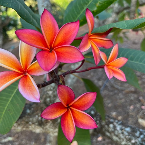 Rare Exotic Fragrant Frangipani Peach color fruity scent "Angus Gold" Plumeria Cutting (10-12 inch ) Hawaiian Tropical Plants