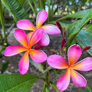 Hawaiian Frangipani Plumeria KANEOHE SUNBURST Unrooted Cutting 10-12 in Tropical Exotic Plant, Flower 3-3,5&quot;dia