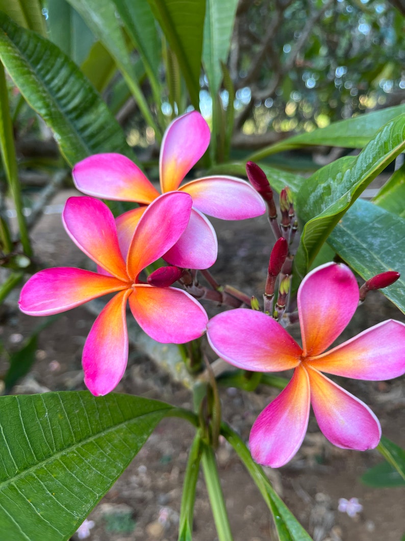May include: Close-up of vibrant pink and orange plumeria flowers in full bloom. The petals transition from a bright pink at the edges to a warm orange near the center. Green leaves and stems provide a natural backdrop.
