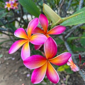May include: Close-up of vibrant pink and yellow plumeria flowers in full bloom. The petals transition from bright pink edges to a sunny yellow center. Green leaves and other flowers are visible in the background.