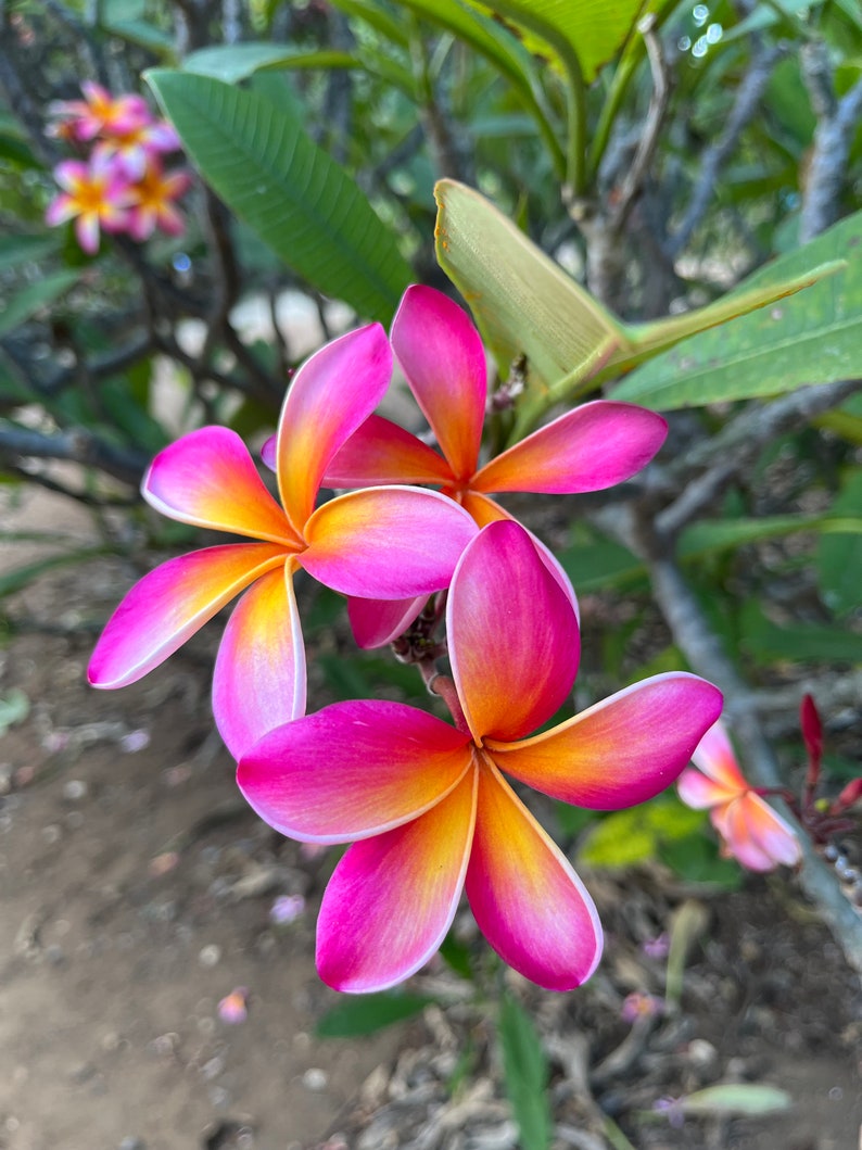 May include: Close-up of vibrant pink and yellow plumeria flowers in full bloom. The petals transition from bright pink edges to a sunny yellow center. Green leaves and other flowers are visible in the background.