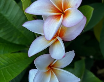 Hawaiian Frangipani Plumeria &quot;King Kalakaua&quot; Unrooted Cutting 10-12 in Tropical Exotic Plant, Big Flower 3,5-4&quot; dia