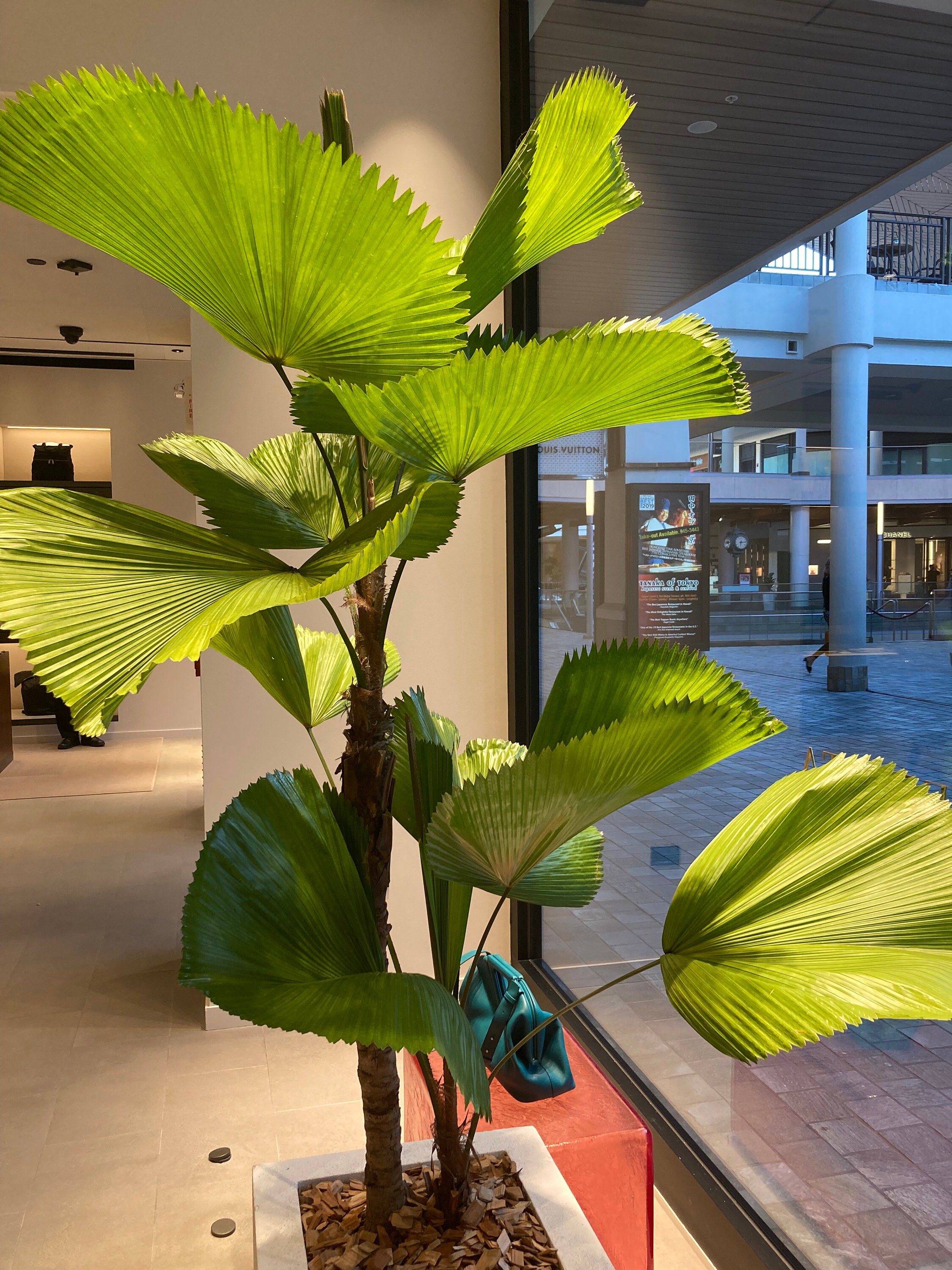 Palm tree 20 seeds, Palm tree Fan Licuala Grandis