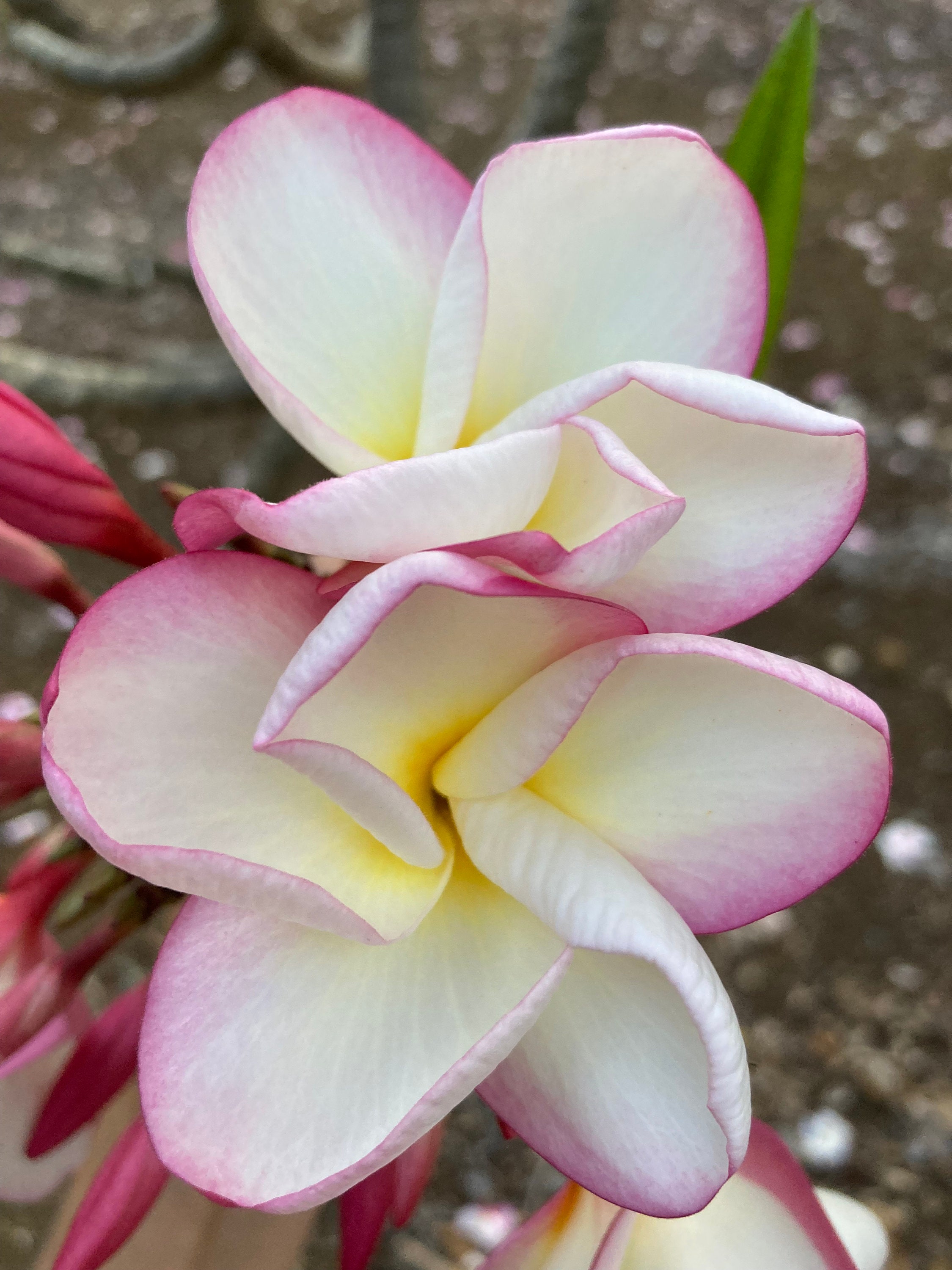 Rare Exotic Fragrant Frangipani Gennis Plumeria Unrooted Cutting