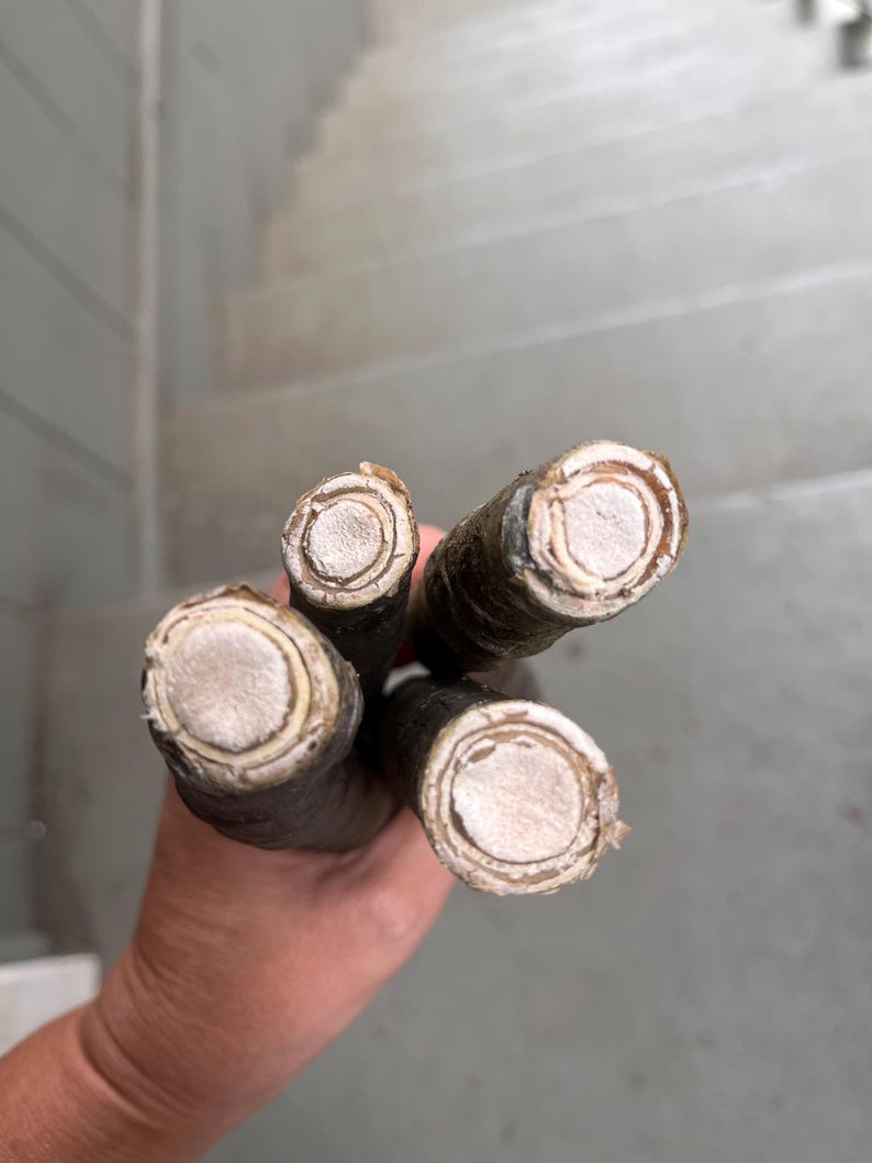 May include: Close-up of four dark brown, cylindrical objects with light beige, circular centres. The objects are held in a hand, with a grey background of stairs visible.