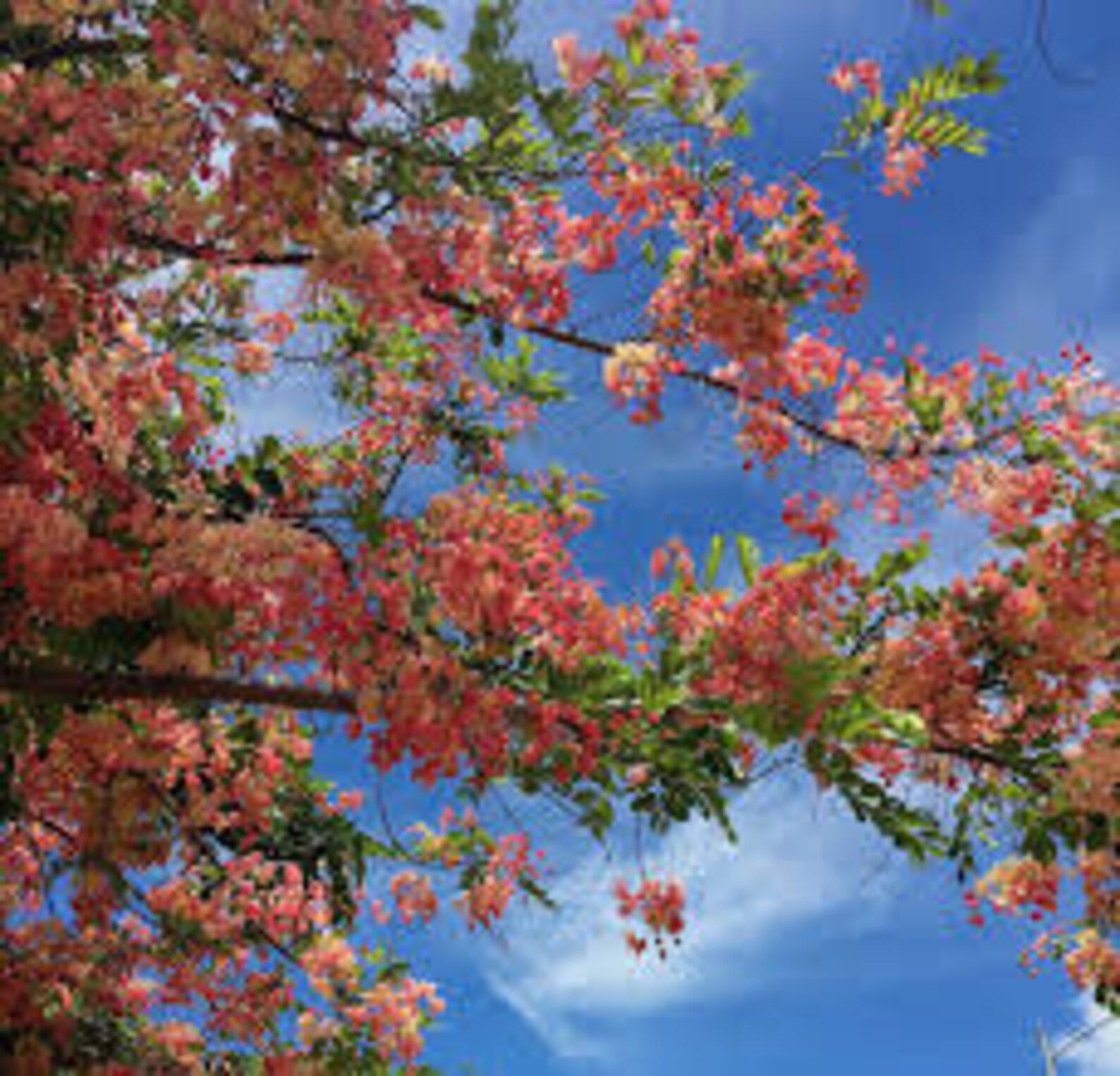 50 Rainbow Shower Tree seeds from Hawaii Etsy