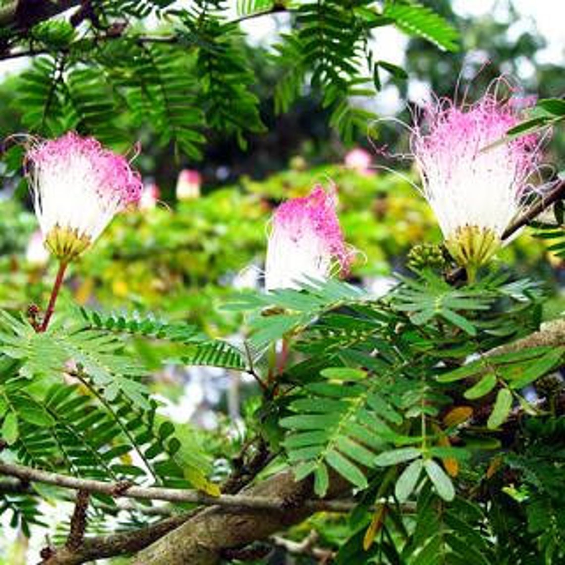 50 Monkey Pod Tree Samanea Saman Seeds Etsy