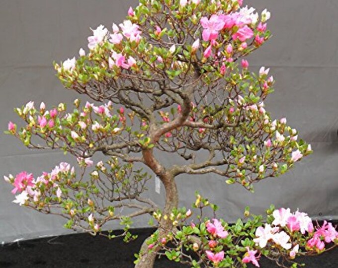 50 Rainbow Shower Tree Seeds From Hawaii Etsy