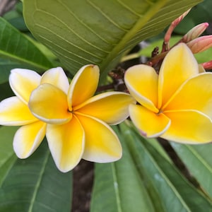 Rare Exotic Fragrant Frangipani " Heidi"  Plumeria Cutting 10-12 inch  Hawaiian Tropical Plants