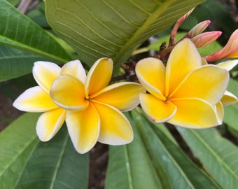 May include: Close-up of yellow plumeria flowers with white edges, set against a backdrop of green leaves. The flowers have a star-like shape and are in full bloom, showcasing their vibrant colors. The image captures the natural beauty of the tropical flowers.