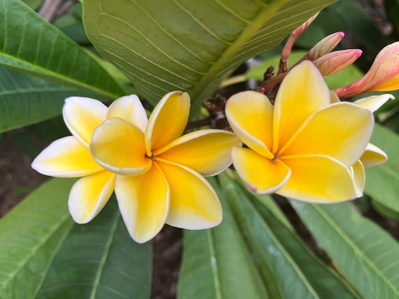 Hawaiian Plumeria Gift Exotic Fragrant Frangipani 
