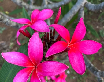 Exotic VANDA Fragrant Frangipani  Fuchsia (saturated pink)  Plumeria Unrooted Cutting 10-12 in Hawaiian Tropical Plants, Big Flower 3.5&quot; dia