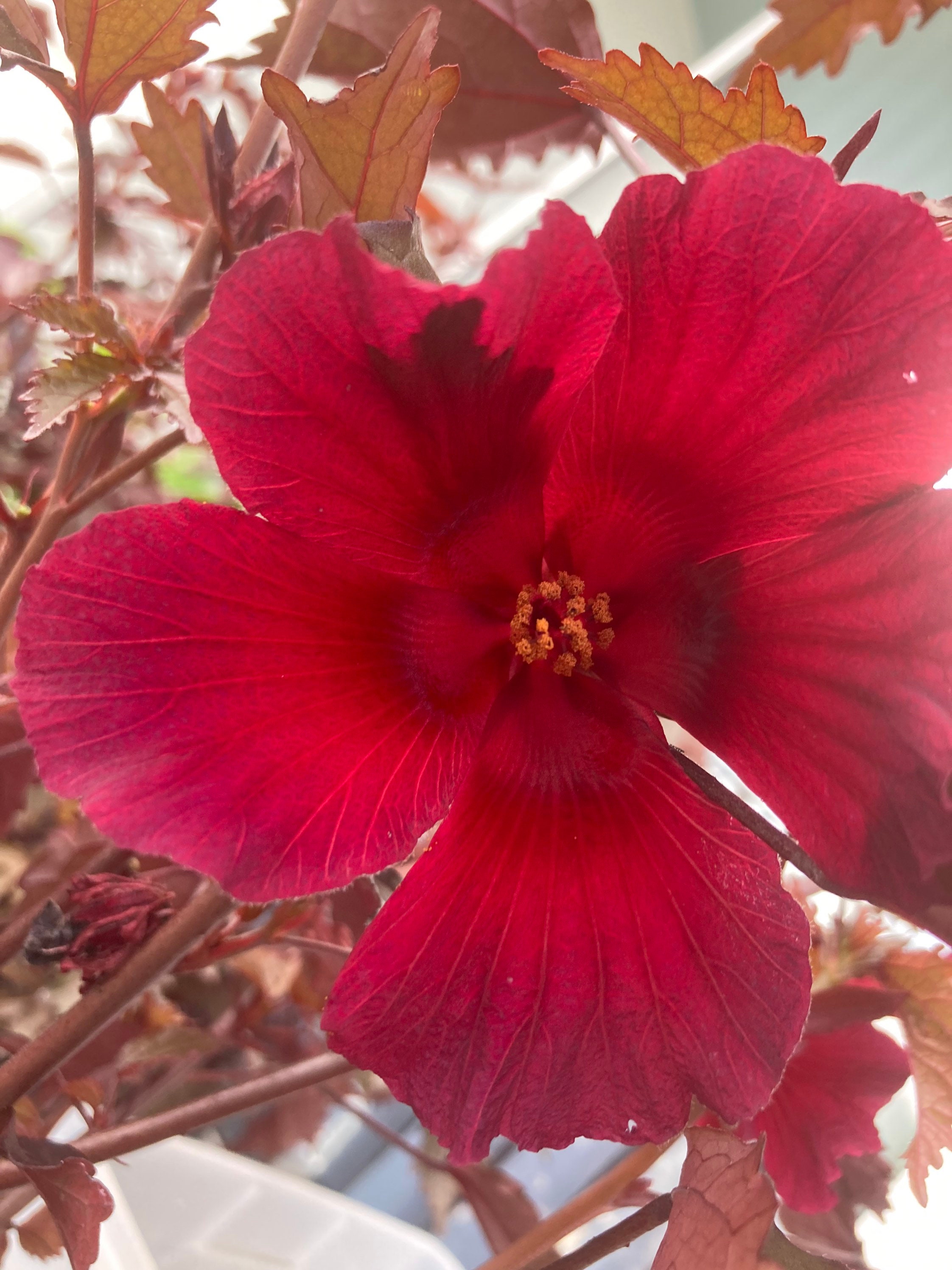 Edible African Rose Mallow Maple hibiscus Acetosella Rooted Etsy UK