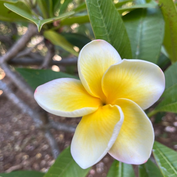 Hawaiian Frangipani Plumeria CINDY MORAGNE yellow Unrooted Cutting 10-12 in Tropical Exotic Plant