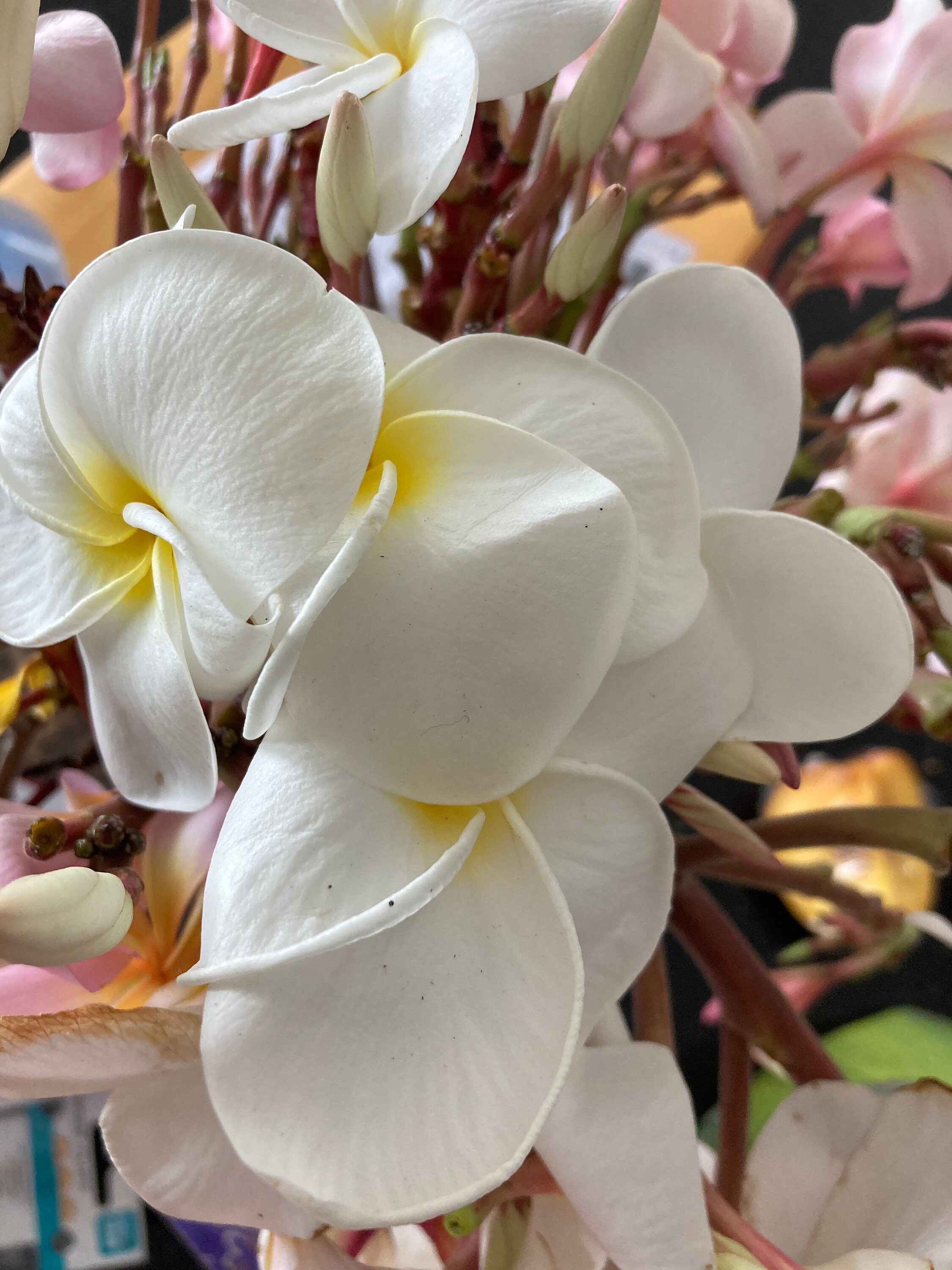 Huge Sale Two Plumeria Champa white Huge Blooming healthy Etsy