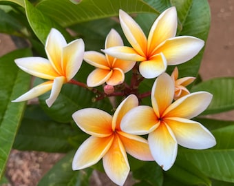 May include: Close-up of frangipani flowers with white petals and yellow-orange centers. The flowers are in full bloom, surrounded by green leaves. The image is well-lit, showcasing the vibrant colors and textures of the flowers.