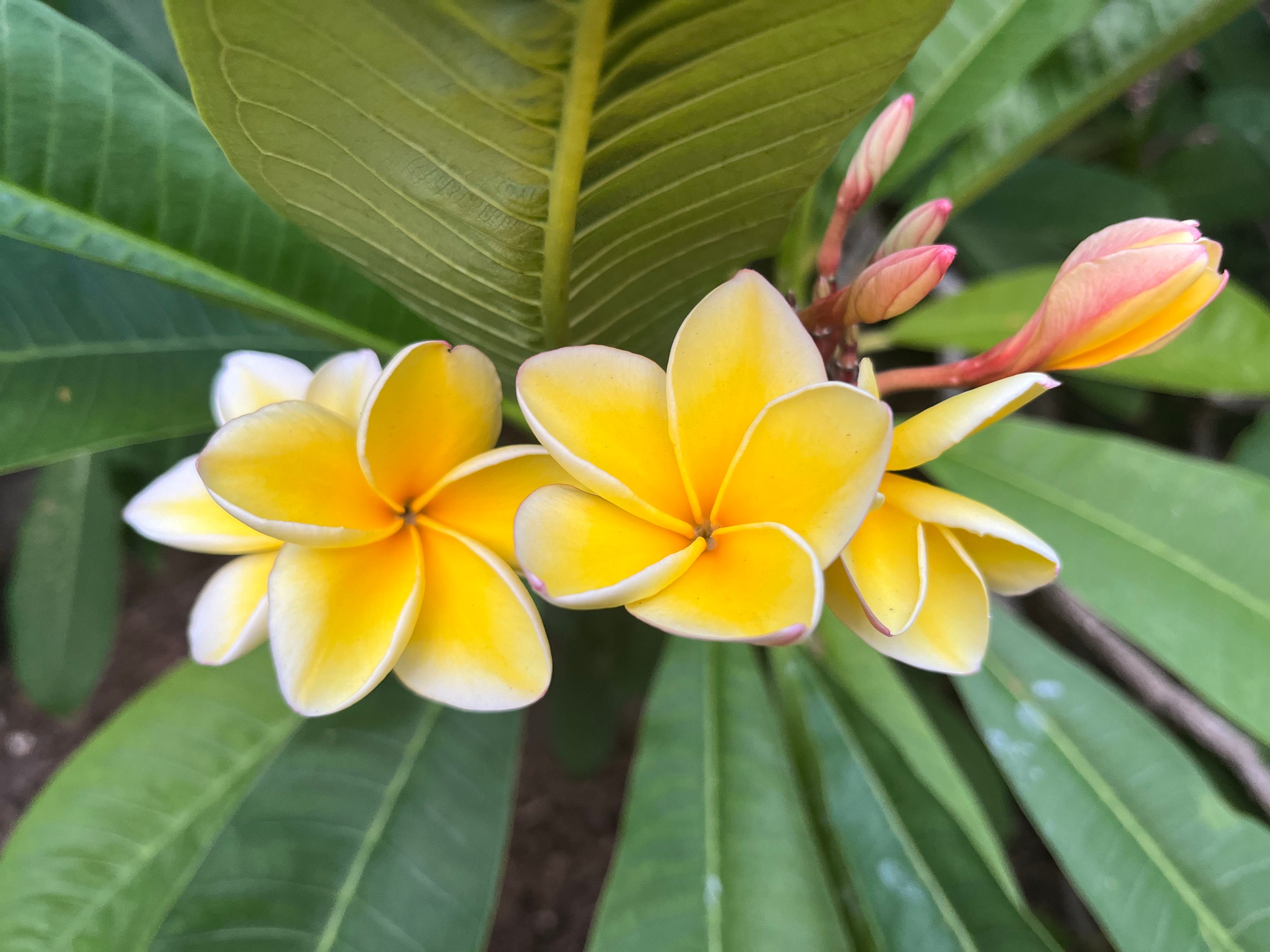 Hawaiian Plumeria Gift Exotic Fragrant Frangipani 