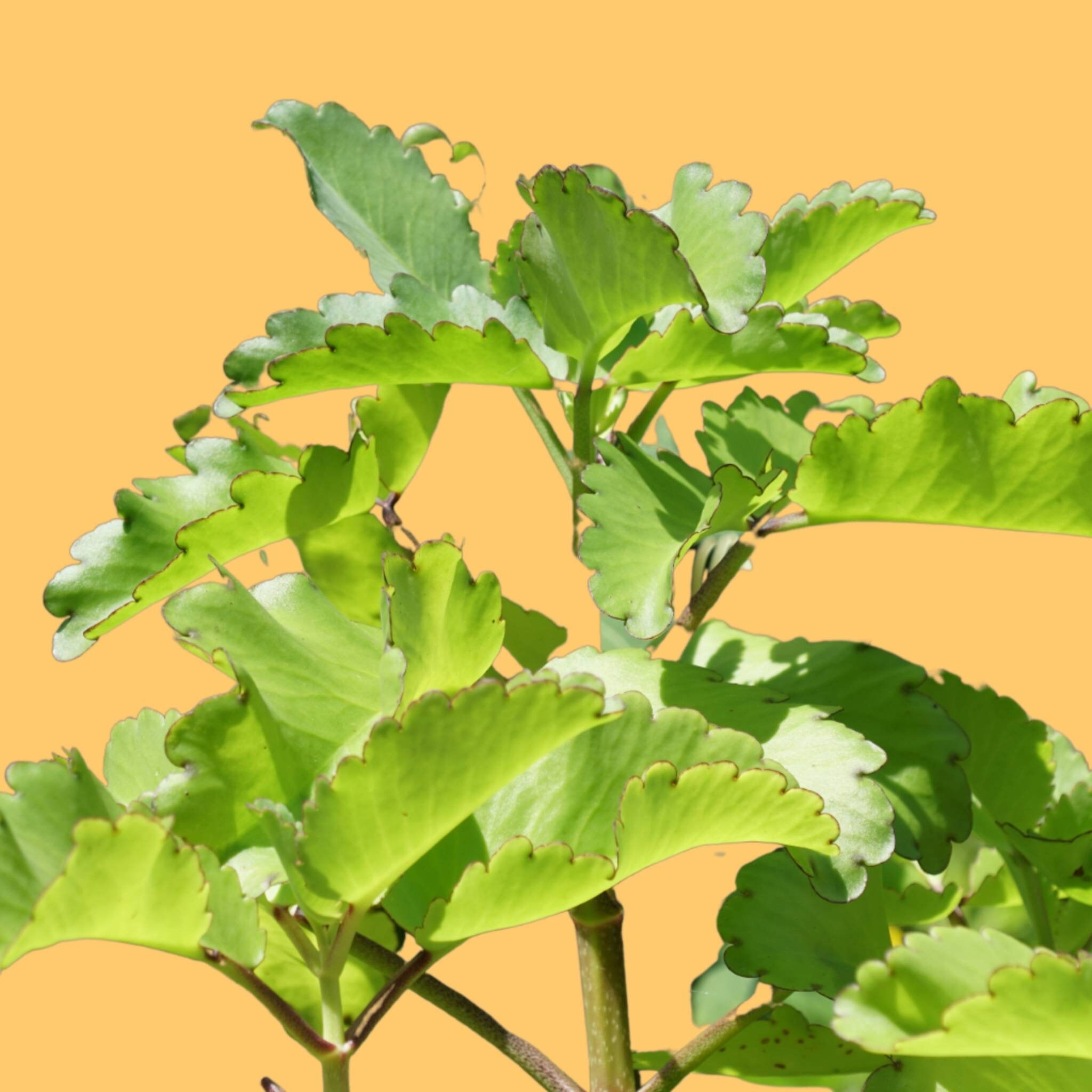Kalanchoe Pinnata Tea: The Shocking Health Benefits You Need To Know - ed3ff0p