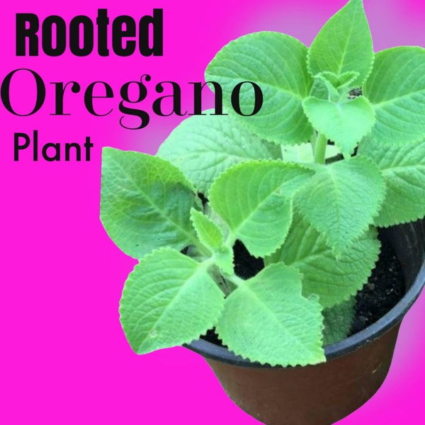 Mexican Oregano Seeds Etsy
