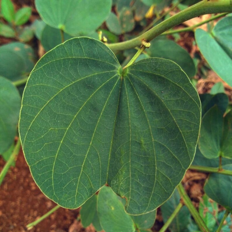 Bauhinia variegataCow's footPata de vaca Leaves Fresh Etsy