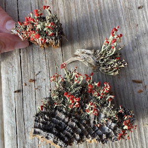 British Soldier Lichen from Northern Maine // nature decor // terrarium // nature crafts