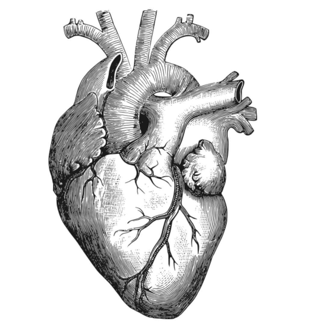 Anatomical Heart SVG Instant Download Medical Anatomy Vector - Etsy