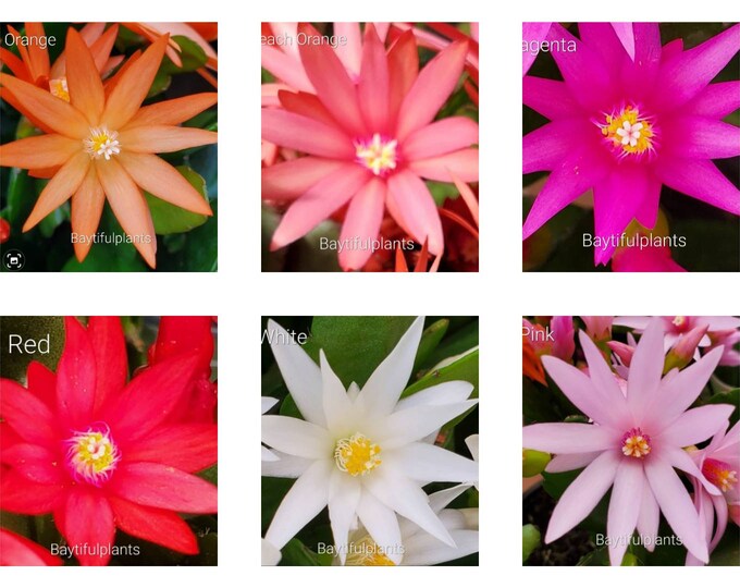 Spring Cactus Names Spring Cactus Also Know as Easter Cactus 'rhipsalidopsis Hatiora ...