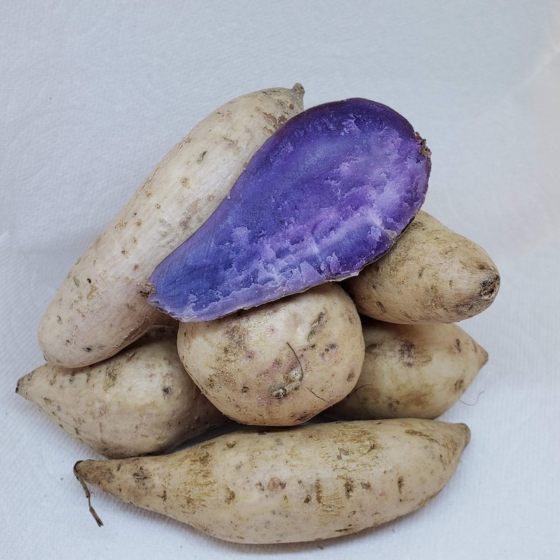 Hawaiian Okinawan Purple Sweet Potatoes Purple Yam Purple Etsy