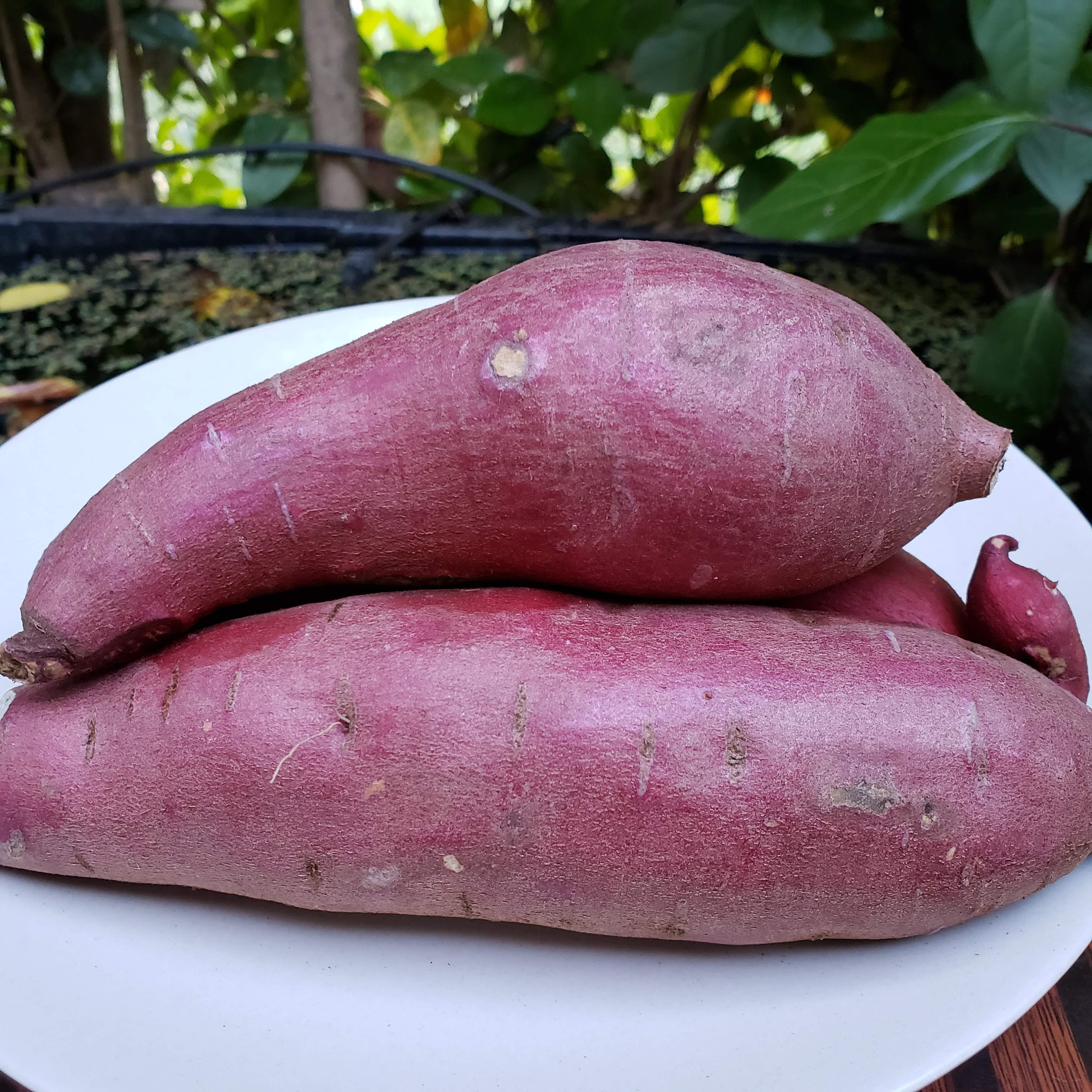 Japanese Sweet Potatoes korean Yam or Japanese Yam 2 Pound Etsy