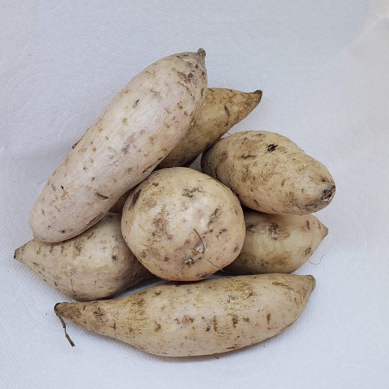 Fresh Purple Flesh Ubi Sweet Yam Potatoes Tubers 1 lb Etsy