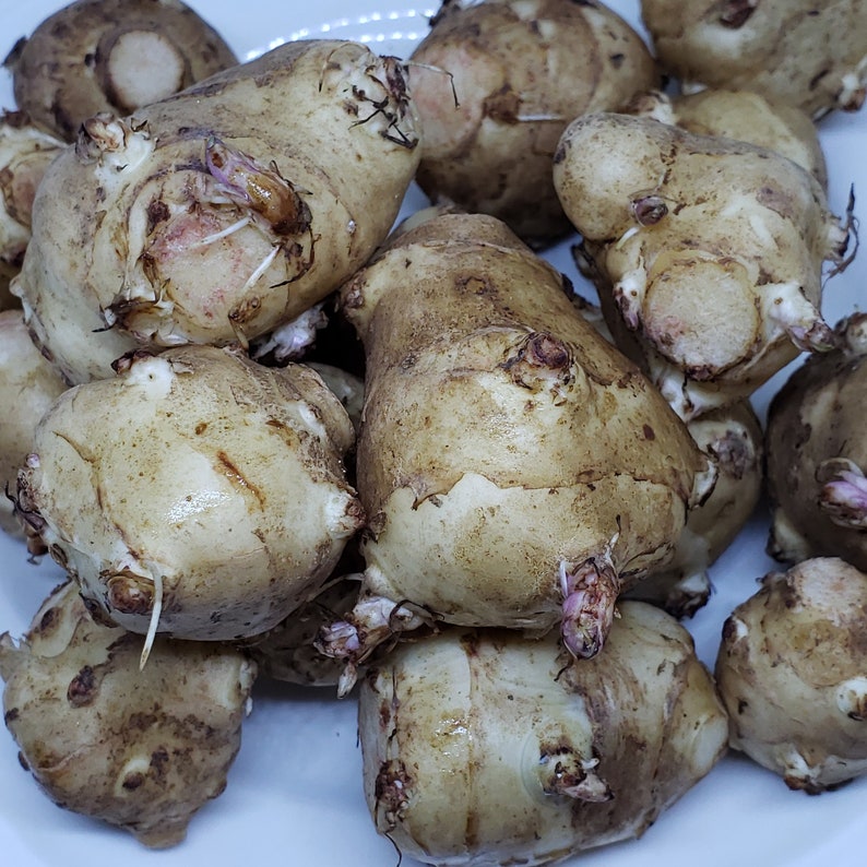 3LB Jerusalem Artichoke Sunchoke Organic For Planting or Eating AKA Sunchokes Sunroot or Jerusalem Artichokes 3 Pound image 2