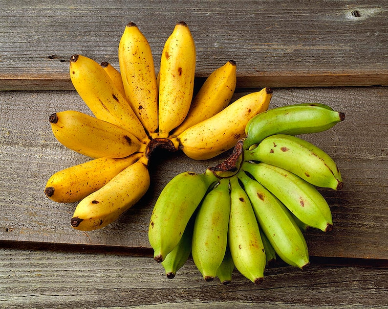 Apple Bananas Fresh Apple Bananas Manzano Banana 5 lbs. | Etsy