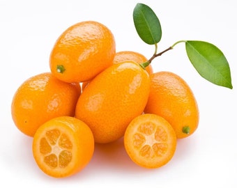 Fresh Oval Kumquats, Oval Kumquats, Fresh Kumquats, Fresh Nagami, Nagami, Pesticide Free! [2 lbs]