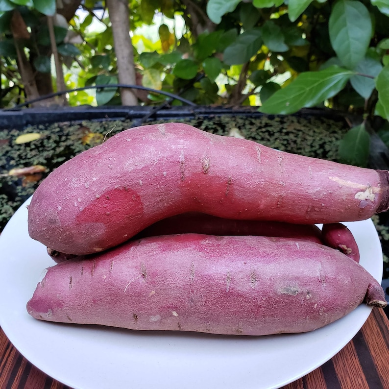 Japanese Sweet Potatoes Korean Yam or Japanese Yam 2 pound Etsy