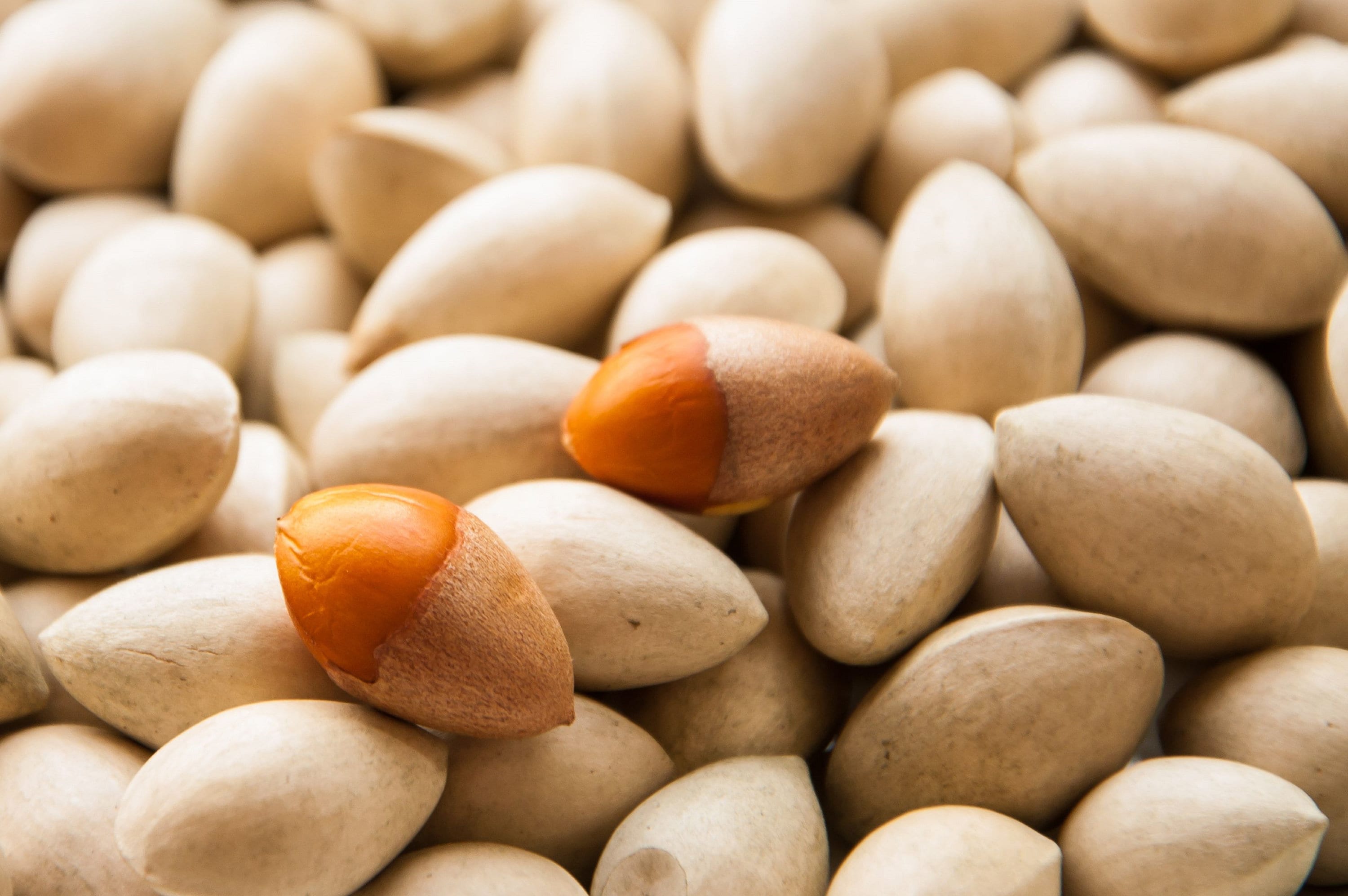 Ginkgo Nut Ginkgo Biloba Nut 4 libras. Etsy