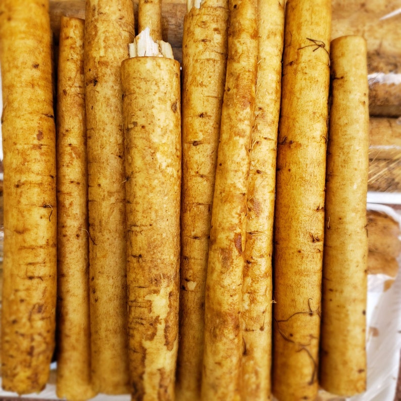 Fresh Burdock Root Gobo Root Bardana Japanese Burdock Fast Etsy