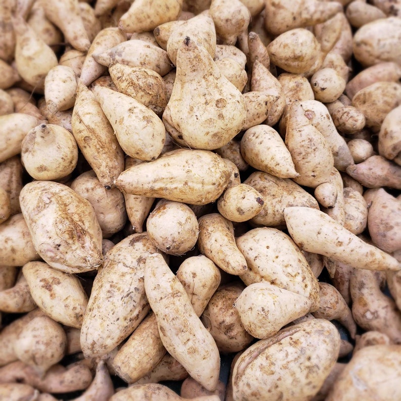 Fresh Purple Flesh Ubi Sweet Yam Potatoes Tubers 1 lb Etsy