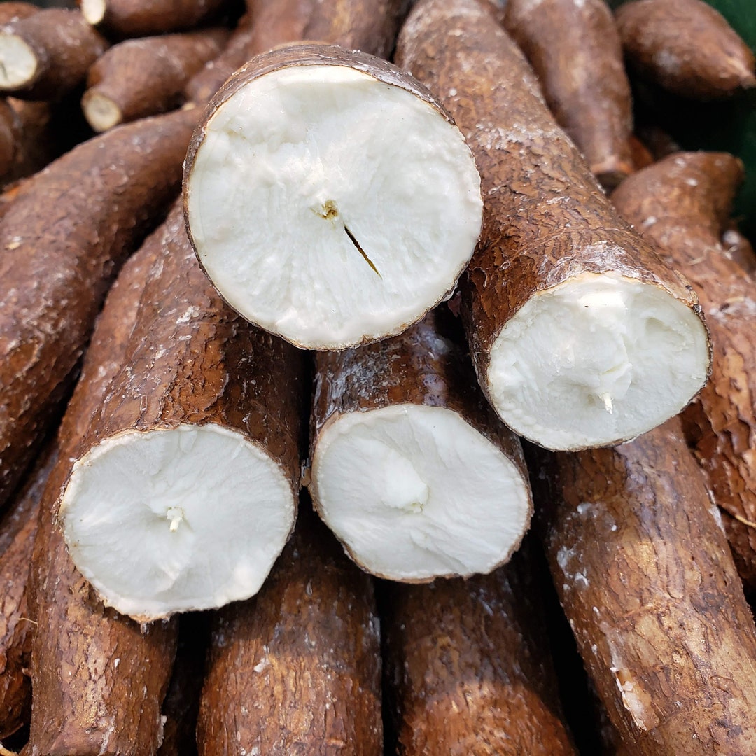 Fresh Cassava Root, Yucca, Nanioc, Macaxeira, Mandioca, Aipim, Cassava Nilupak, Cassava Suman 2