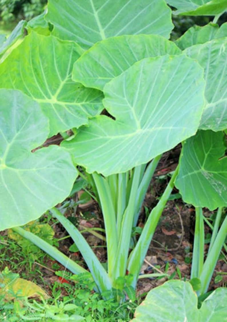 Portal Cool 4 Live Ear Colocasia Esculenta Elephant Taro Gabi