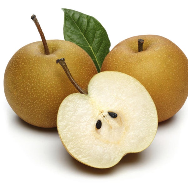 Fresh Asian Pear, Asian Pear, Asiatic Pear [3 lbs]