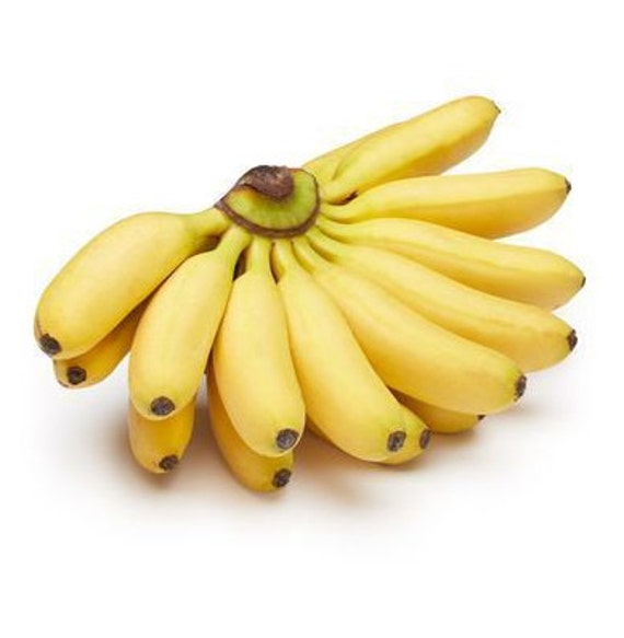 Apple Bananas, Fresh Apple Bananas, Manzano Banana 5 Lbs. -  Norway