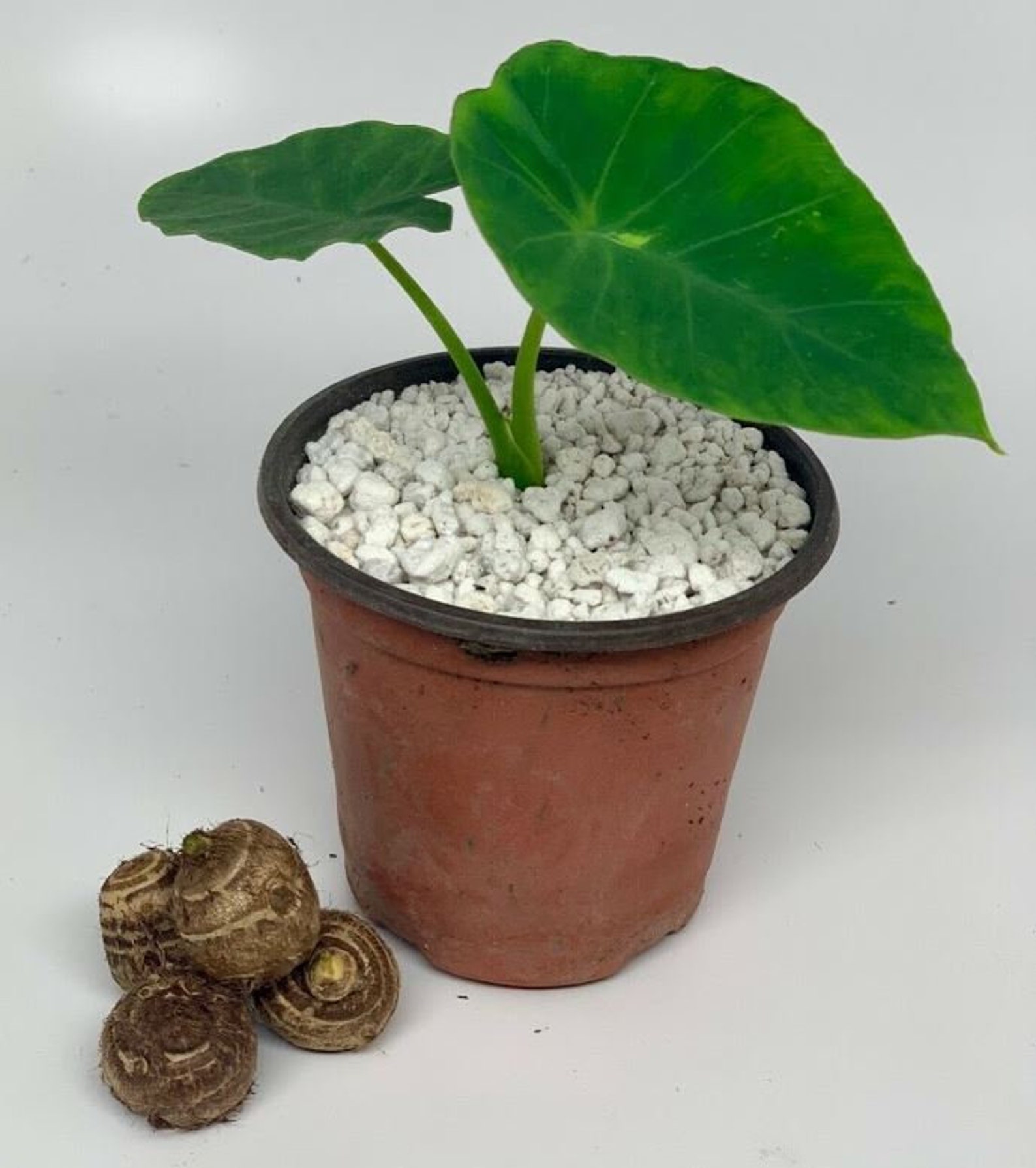 20 LIVE Elephant Ear Taro Kalo Eddo Colocasia Gabi Bulb Taro Etsy